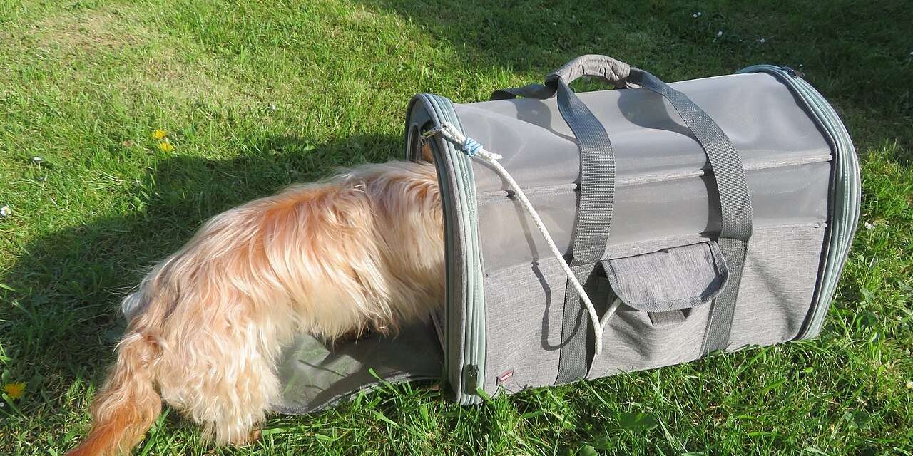 Perro entrando en un transportín / Dog entering a pet carrier