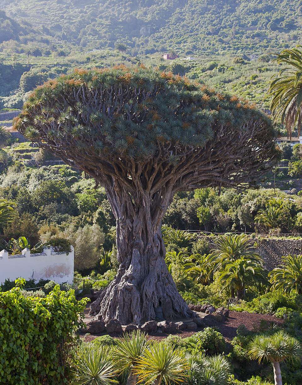 The Drago Milenario dragon tree in Icod de los Vinos, surrounded by gardens